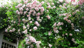 Plantas adecuadas para pérgolas - Bignonia rosa