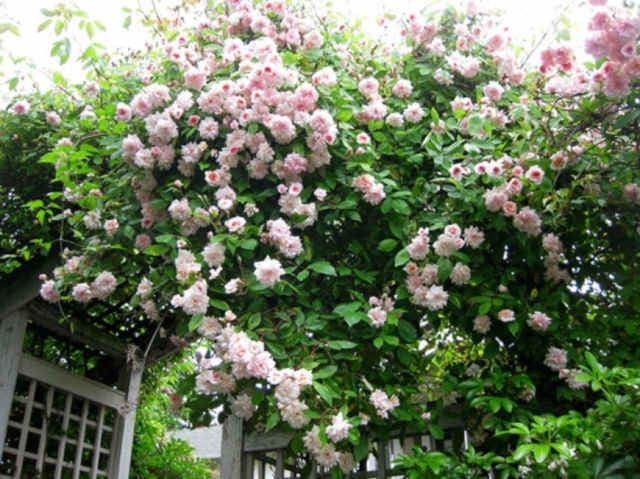 Bignonia rosa o arbusto de Pandora