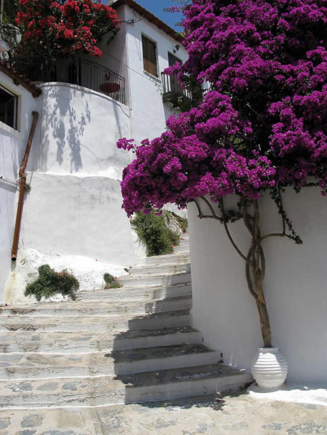 Plantas adecuadas para pergolas - Buganvilla - Pérgolas La Arboleda