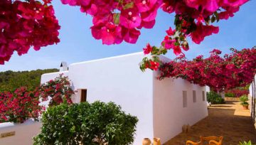 Plantas adecuadas para pergolas - Buganvilla