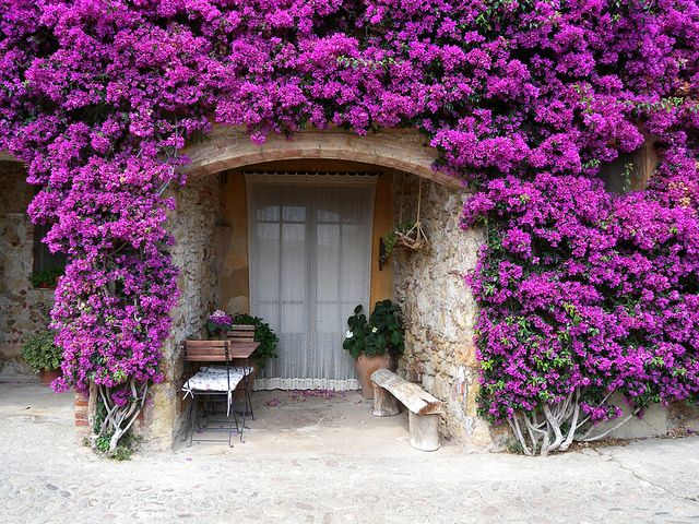 Plantas adecuadas para pergolas - Buganvilla - Pérgolas La Arboleda