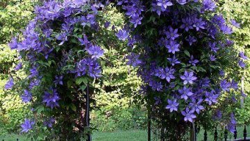 Plantas adecuadas para pérgolas - Clemátide