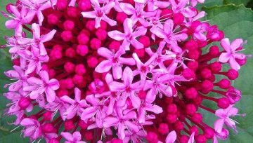 Plantas adecuadas para pérgolas - Clerodendrum