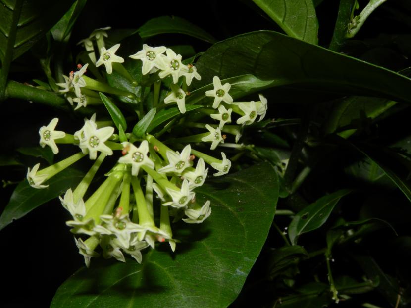 Plantas adecuadas para pérgolas - Dama de noche - Pérgolas La Arboleda