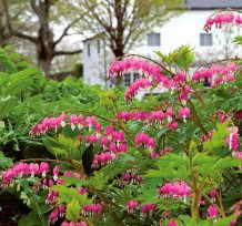 Plantas adecuadas para pérgolas - Dicentra