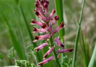 Fumaria-officinalis-familia-de-la-dicentra