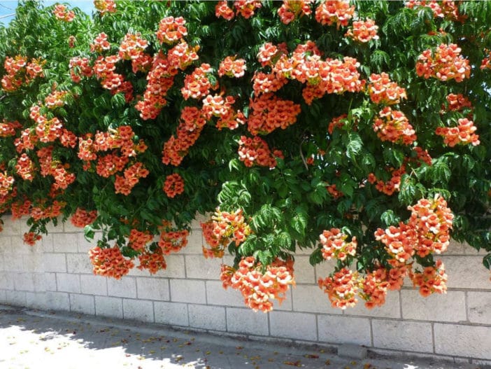 Plantas adecuadas para pérgolas - Campsis radicans - Pérgolas La Arboleda Plantas adecuadas para pérgolas - Campsis radicans - Pérgolas La Arboleda