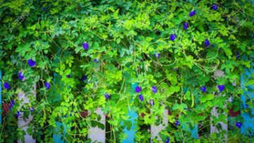 Plantas adecuadas para pergolas - Clitoria ternatea