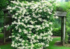 Plantas adecuadas para pérgolas - Dama de noche