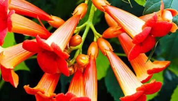 Plantas adecuadas para pérgolas - Campsis radicans