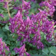 corydalis-sólida-familia-dicentra