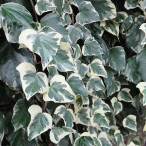 Hedera algeriensis