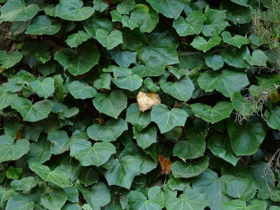 Hedera-azonica