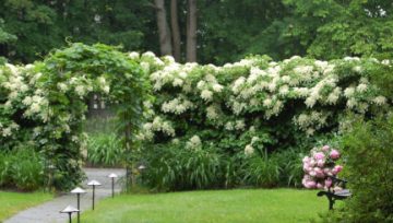 Plantas adecuadas para pérgolas - Hortensia trepadora