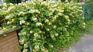 Plantas adecuadas para pérgolas - Madreselva