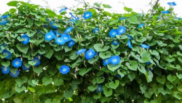 Plantas adecuadas para pérgolas - Morning Glory