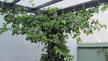 Plantas adecuadas para pérgolas - Passiflora